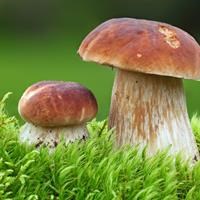 Two oak mushrooms in the moss