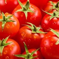 Photo of very fresh tomatoes